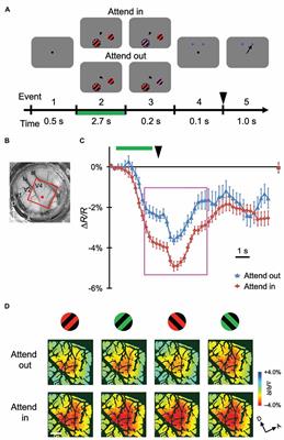 Spatial Distribution of Attentional Modulation at Columnar Resolution in Macaque Area V4